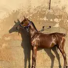 مهر شعبي مميز