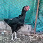 للبيع دجاجه للمانيه وديك فرنسي