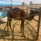 حاشي للبيع عمره 6شهور