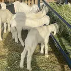 بهم