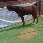 فحل شامي