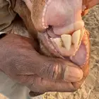 عنز داخله رباع