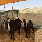 جفرات عوارض 4