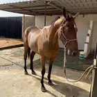 حصان انجليزي سليم للبيع بكامل مستحقاته