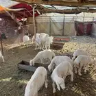 طليان للبيع