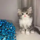 قطط بيرشن هاف بيكي للبيع