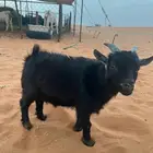 تيس قزم