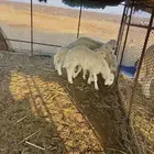 غنم