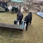 تيوس