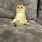 انثى سكوتش قولد فولد بيور للبيع
