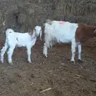 معزاء مواليد ((تم اللبيع بارك الله للبايع والشاري))