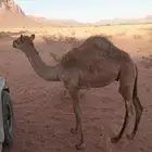 للبيع قعود