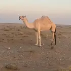 ضريبه للبيع