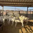 جفرات بيشيات ومصريات تاسيس مراح فواخر منوة القناي