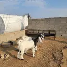 جفار جذعات