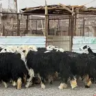 رخال نجد جروم صنف الصنف