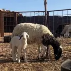 نعيميه والد معها خروف