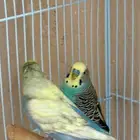 زوج بادجي ريمبو هولندي