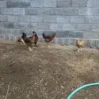 دجاج براهما مهجن