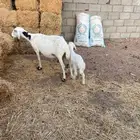 نعجة نظيفه وطيبه وروم
