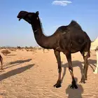 ناقه