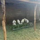 خرفان كفو ومشروطه
