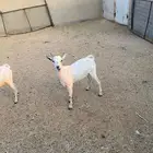 2- تيوس مرابي 3 شهور