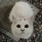 قطط لتيني
