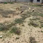 دجاج وديوك للبيع