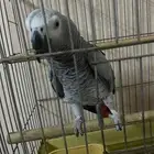 كاسكو جامبو