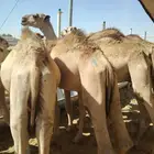 حاشي صومالي للجمله