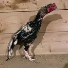 ديك باكستاني سندي