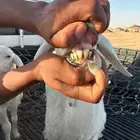 تم البيع خارج الموقع