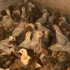 دجاج فيومي عمره فوق الشهرين العدد مفتوح