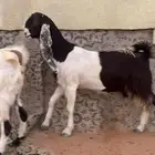 للبيع معزاء مطورات دفيع خصم الخصم