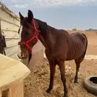 حصان انقليزي للبيع