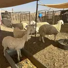 غنم