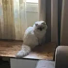 للبيع قطوة أنثى جميلة وأليفة