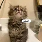 قطط صغيرة للبيع