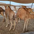 قعدان مرابي طيبة لا يفوتكم الزين