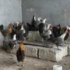 دجاج بلدي بشاير