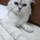 قطتين اناث للبيع