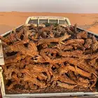 للبيع صندوق هايلكس يابس