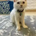 قط شيرازي للتبني