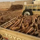 يابس على الشرط