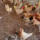 دجاج وديوك لوهمان جمله وتفريد