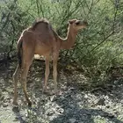بكار للبيع
