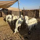 غنم حريه وعنز