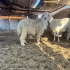 طليان جذعان