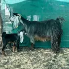 عنز والد تحتها تيس وجفره